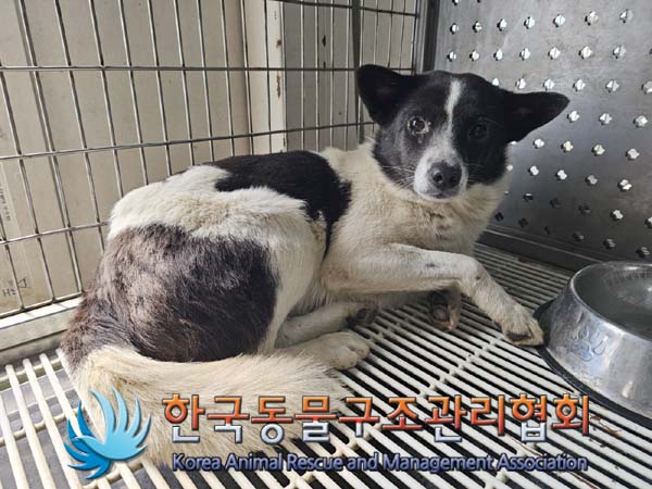 한국동물구조관리협회_441406202401165